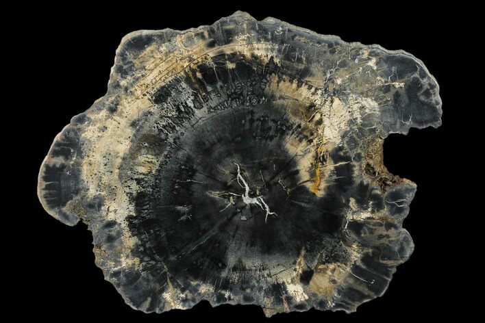 Polished Petrified Wood (Araucaria) Round - Navajo County, Arizona #174940